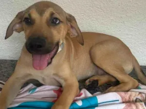 Cachorro raça SRD-ViraLata idade 2 a 6 meses nome Dino