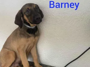 Cachorro raça SRD-ViraLata idade 2 a 6 meses nome Barney 