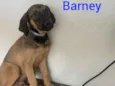 Barney