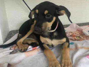 Cachorro raça SRD-ViraLata idade 2 a 6 meses nome Sol