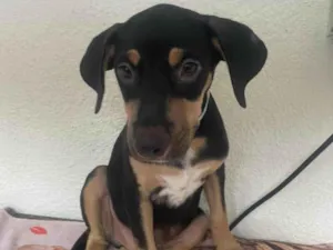 Cachorro raça SRD-ViraLata idade 2 a 6 meses nome Luck
