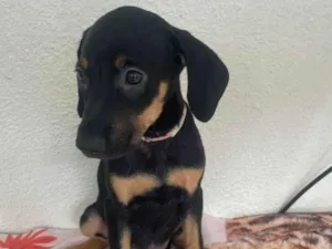 Cachorro raça SRD-ViraLata idade 2 a 6 meses nome Nina