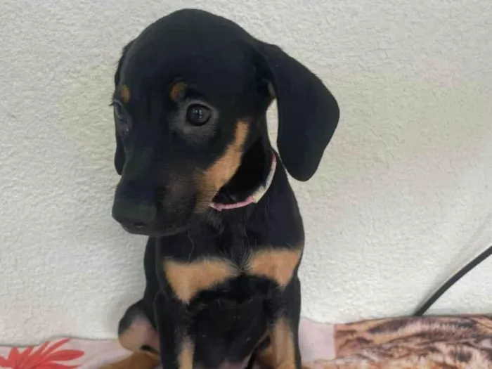 Cachorro ra a SRD-ViraLata idade 2 a 6 meses nome Nina
