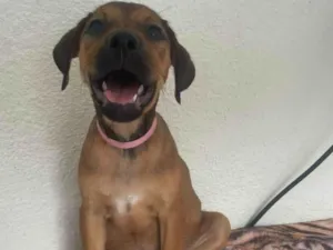 Cachorro raça SRD-ViraLata idade 2 a 6 meses nome Donna 