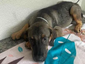 Cachorro raça SRD-ViraLata idade 2 a 6 meses nome Happy