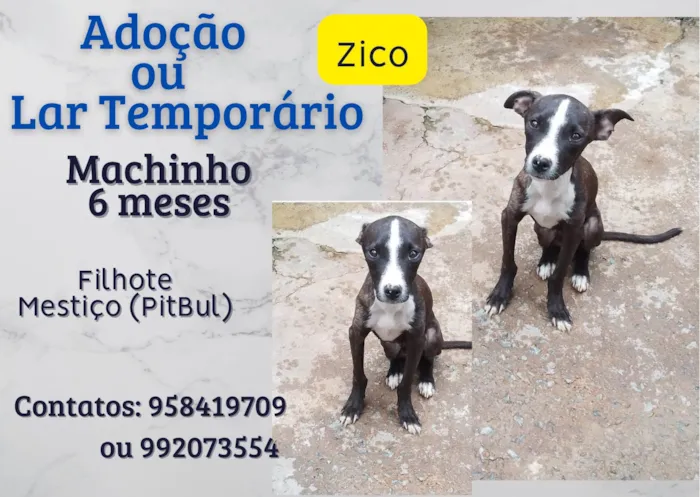 Cachorro ra a SRD-ViraLata idade 2 a 6 meses nome zico