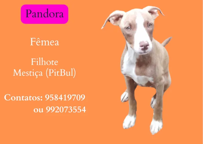 Cachorro ra a SRD-ViraLata idade 2 a 6 meses nome Pandora