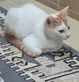 Merlin