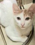 Merlin