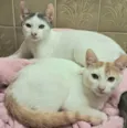 Merlin