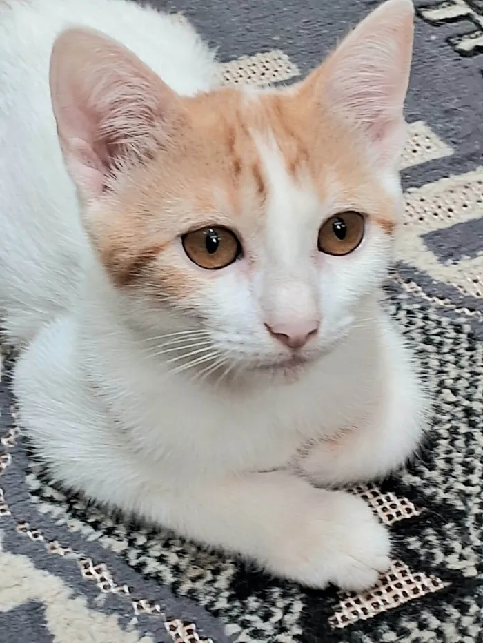 Gato ra a SRD-ViraLata idade 2 a 6 meses nome Cristal