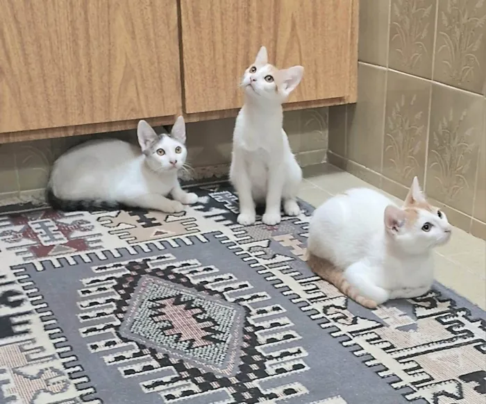 Gato ra a SRD-ViraLata idade 2 a 6 meses nome Cristal