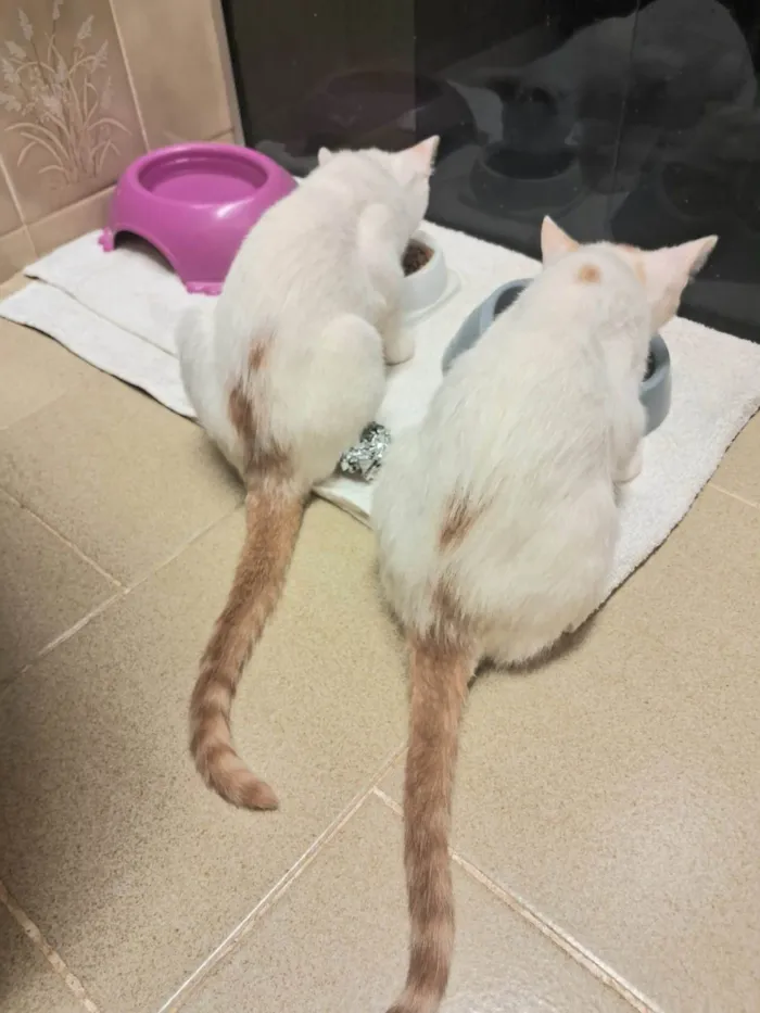 Gato ra a SRD-ViraLata idade 2 a 6 meses nome Cristal