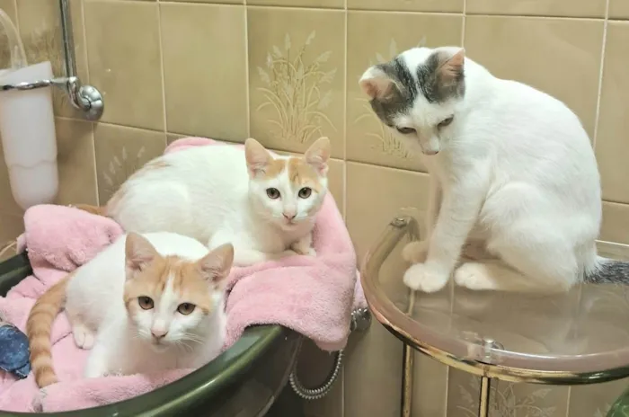 Gato ra a SRD-ViraLata idade 2 a 6 meses nome Cristal