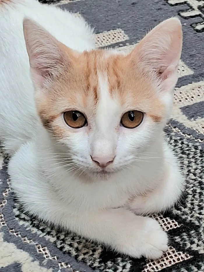Gato ra a SRD-ViraLata idade 2 a 6 meses nome Cristal