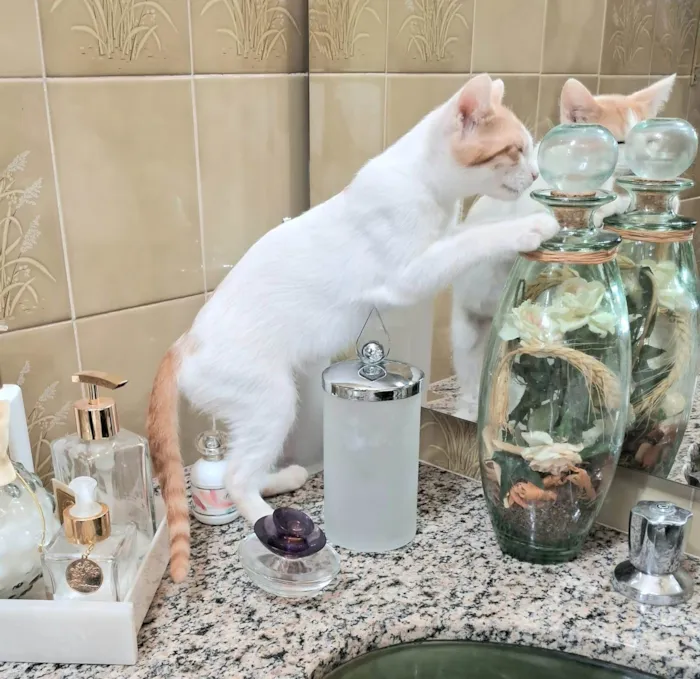 Gato ra a SRD-ViraLata idade 2 a 6 meses nome Cristal
