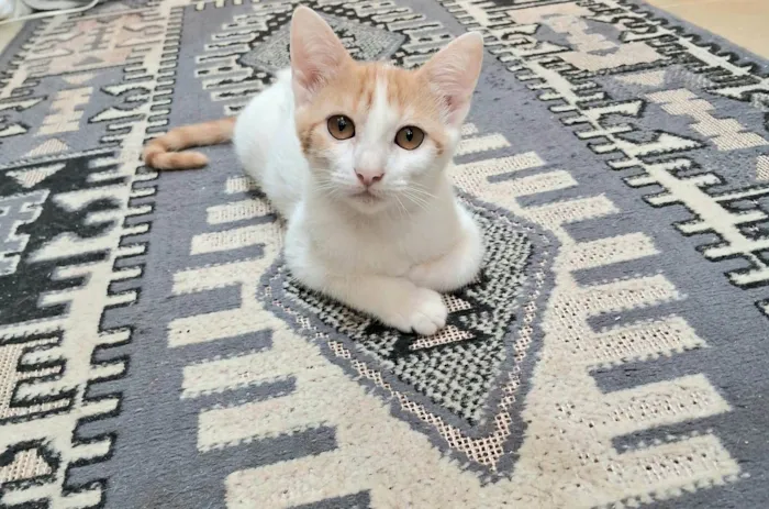 Gato ra a SRD-ViraLata idade 2 a 6 meses nome Cristal