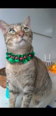 MAYA 