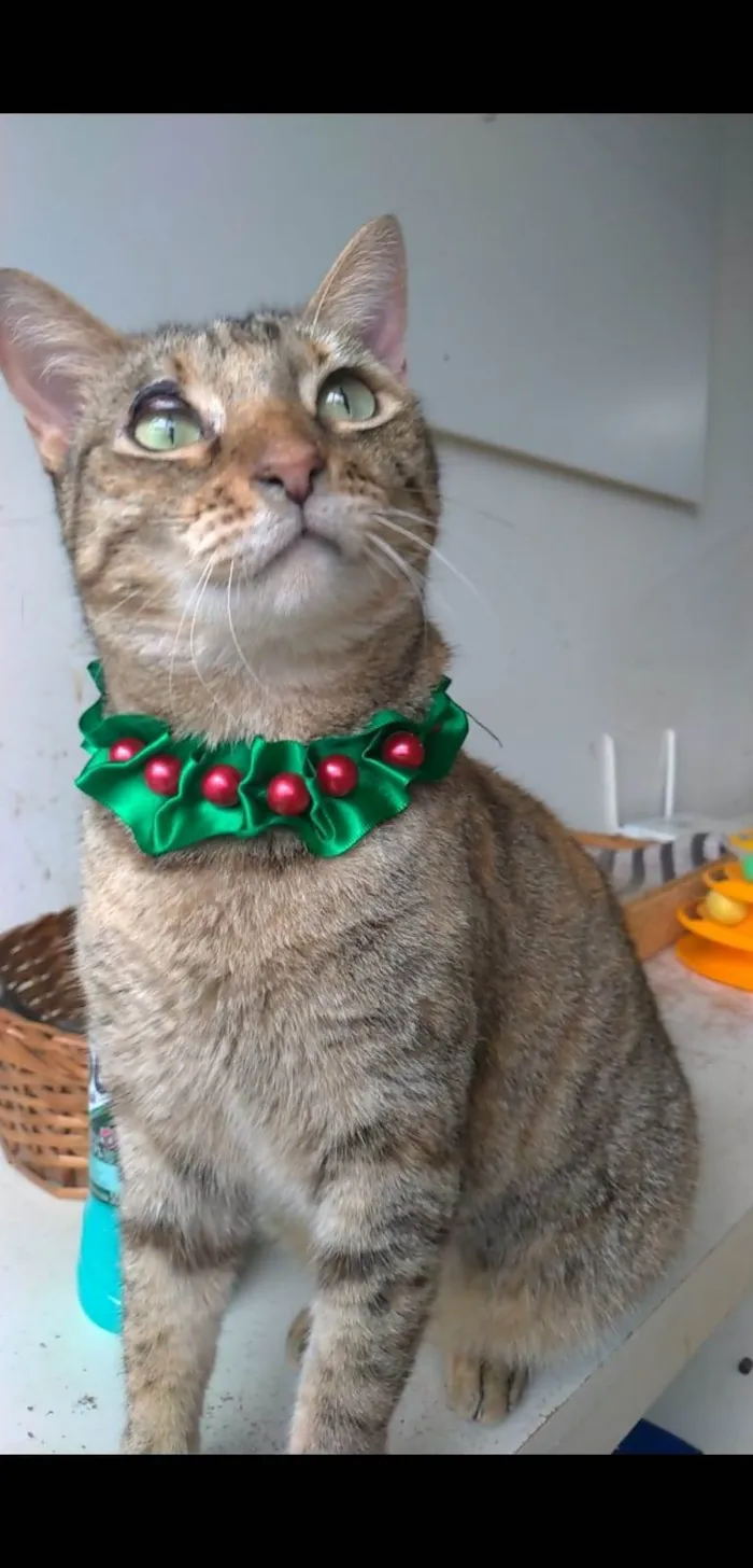 Gato ra a srd tigradinha  idade 1 ano nome MAYA 