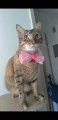 MAYA