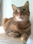 MAYA