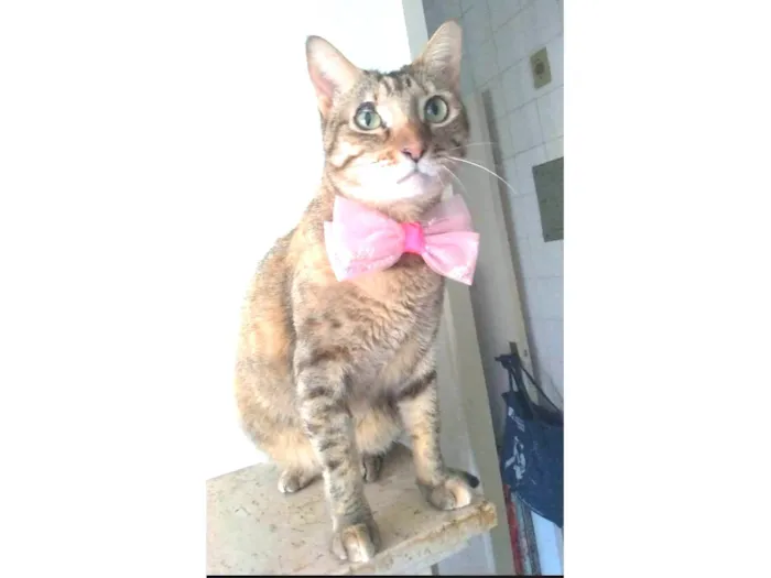 Gato ra a srd tigradinha  idade 1 ano nome MAYA 