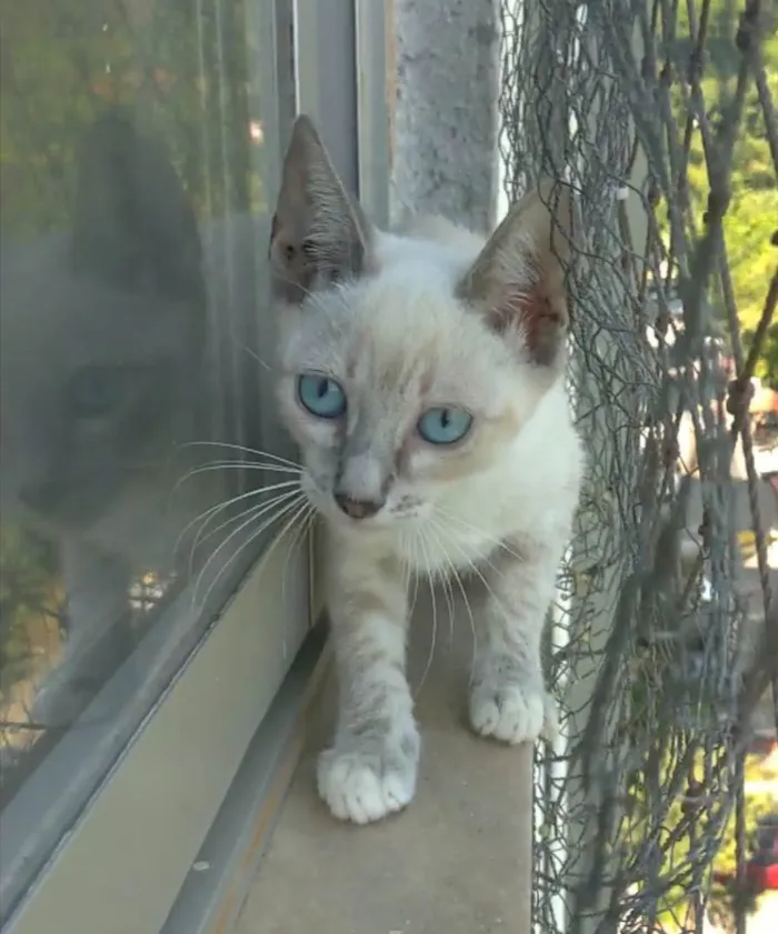 Gato ra a srd "sialata" idade 2 a 6 meses nome IANA