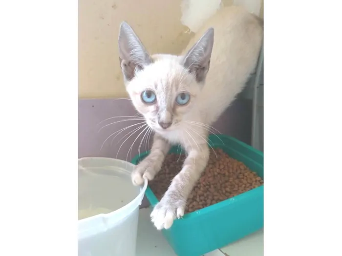 Gato ra a srd "sialata" idade 2 a 6 meses nome IANA