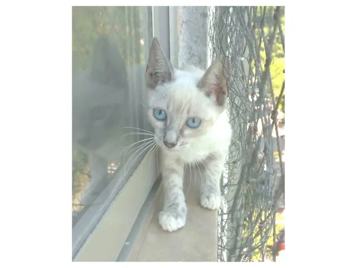 Gato ra a srd "sialata" idade 2 a 6 meses nome IANA