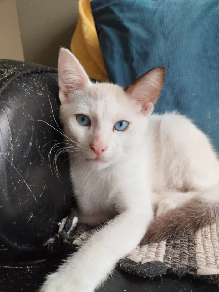 Gato ra a srd idade 2 a 6 meses nome IRON