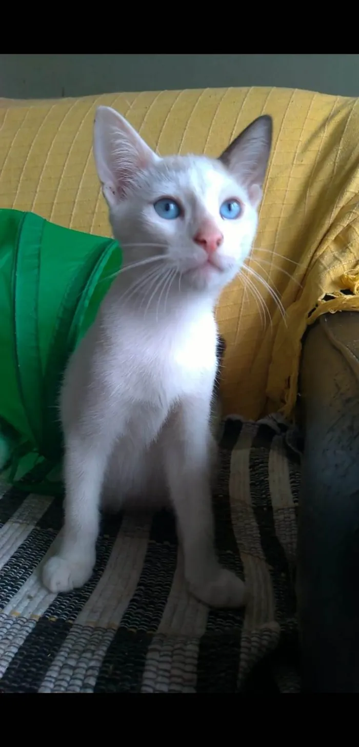 Gato ra a srd idade 2 a 6 meses nome IRON