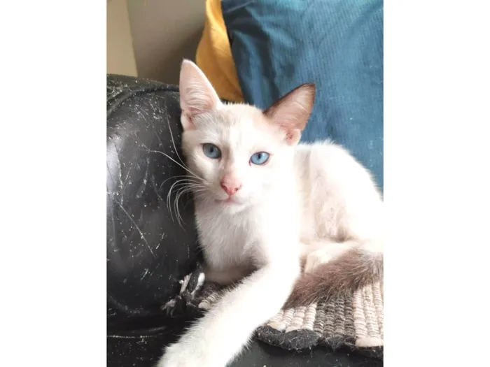 Gato ra a srd idade 2 a 6 meses nome IRON