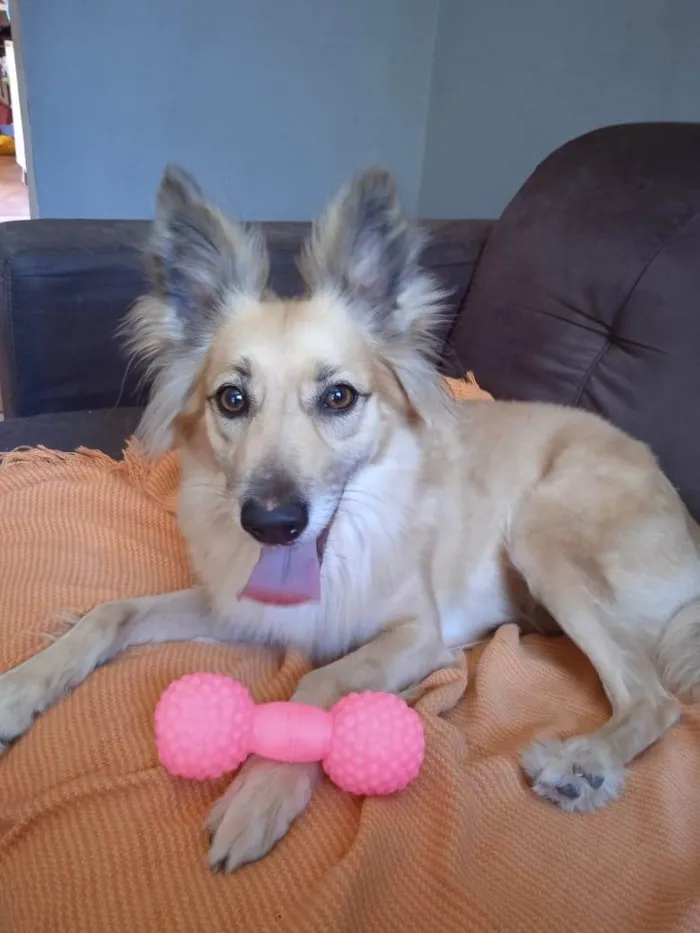 Cachorro ra a SRD-ViraLata idade 6 ou mais anos nome Luna