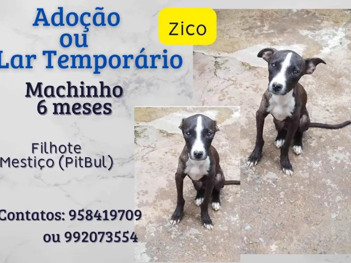 Cachorro ra a SRD-ViraLata idade 2 a 6 meses nome zico
