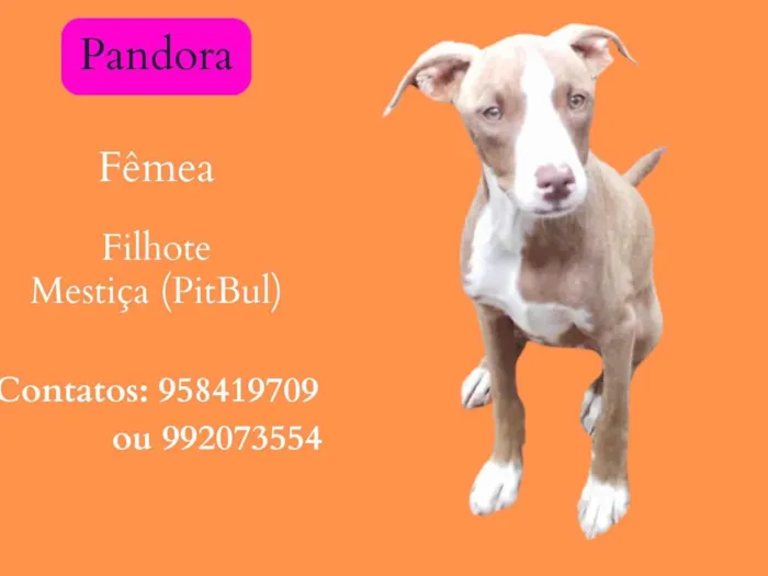Cachorro ra a SRD-ViraLata idade 2 a 6 meses nome Pandora