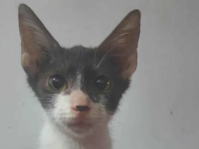 Gato ra a Srd idade 2 a 6 meses nome Luan
