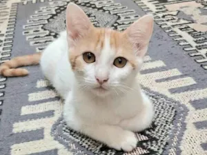 Gato raça SRD-ViraLata idade 2 a 6 meses nome Cristal