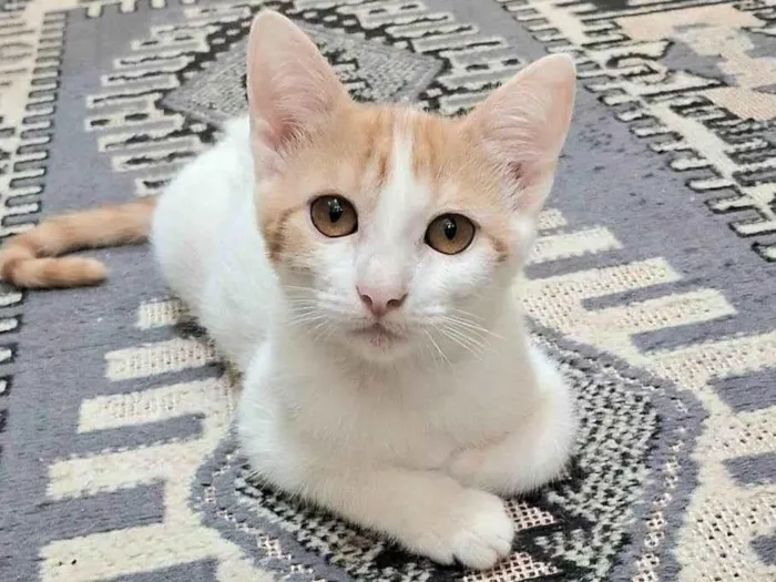 Gato ra a SRD-ViraLata idade 2 a 6 meses nome Cristal