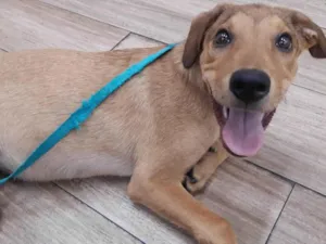 Cachorro raça SRD-ViraLata idade 2 a 6 meses nome Tobias