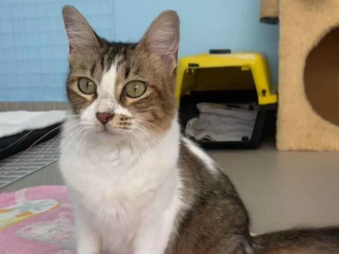Gato ra a srd idade 1 ano nome RITINHA