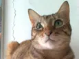 MAYA