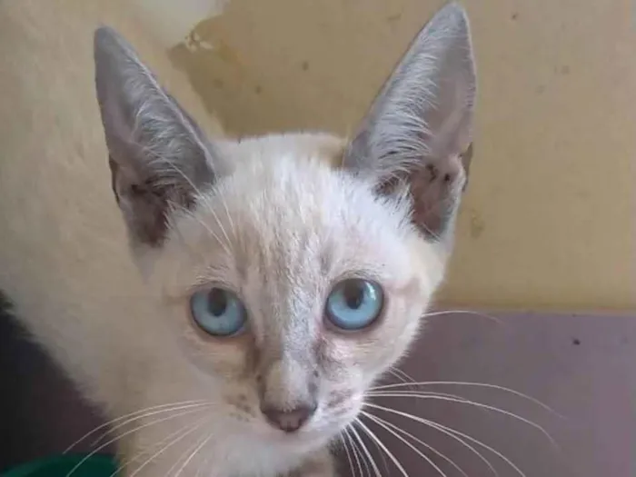 Gato ra a srd "sialata" idade 2 a 6 meses nome IANA