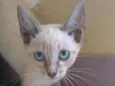 IANA