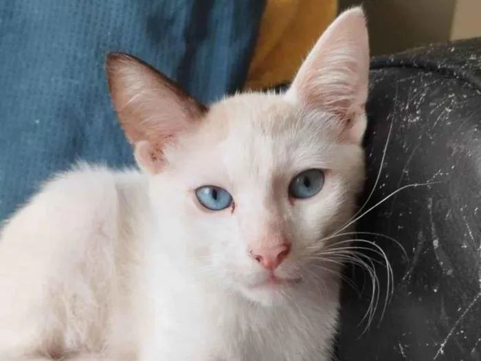 Gato ra a srd idade 2 a 6 meses nome IRON