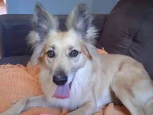 Cachorro raça SRD-ViraLata idade 6 ou mais anos nome Luna