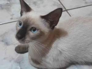 Gato raça SRD-ViraLata idade 2 a 6 meses nome Gatinha