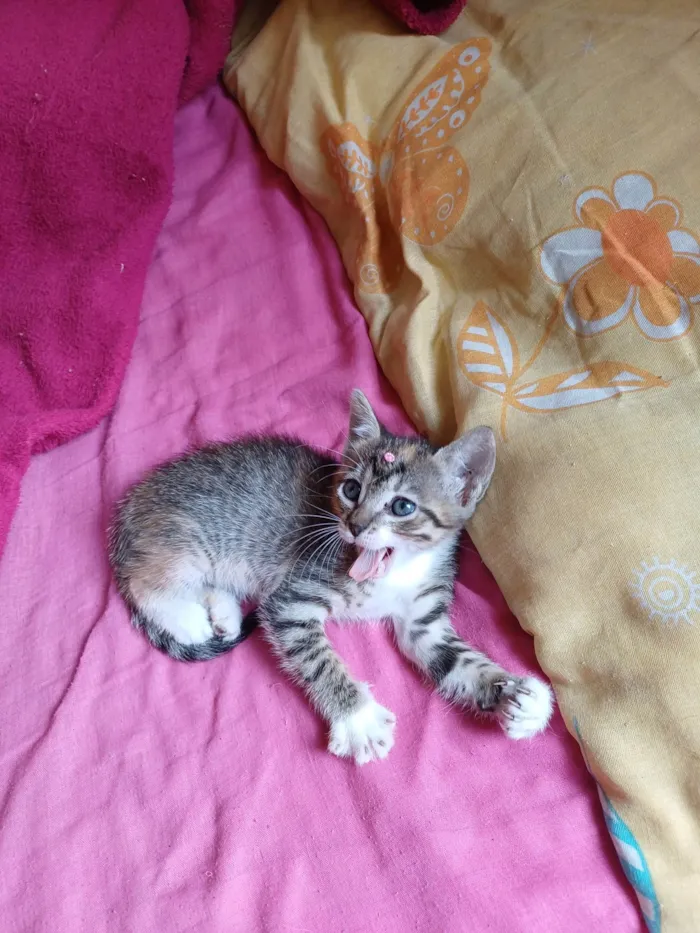 Gato ra a SRD-ViraLata idade Abaixo de 2 meses nome Luiza tricolor adoção 