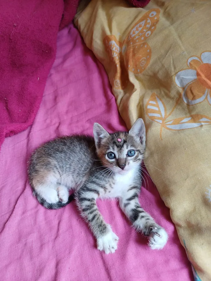 Gato ra a SRD-ViraLata idade Abaixo de 2 meses nome Luiza tricolor adoção 
