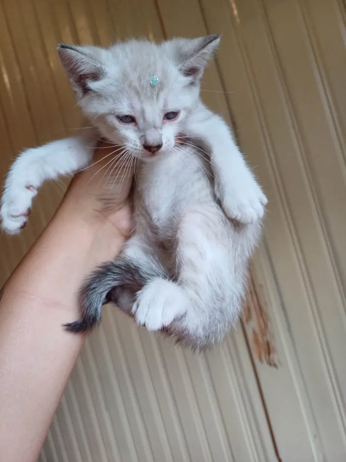 Gato ra a Siames idade Abaixo de 2 meses nome Apolo adocao