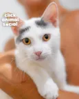 LEO